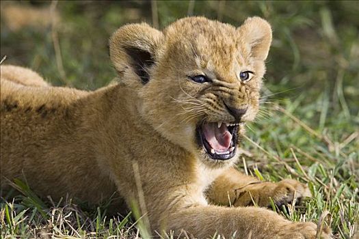 非洲狮,狮子,6-7岁,星期,老,幼兽,哈欠,脆弱,马赛马拉国家保护区,肯尼亚