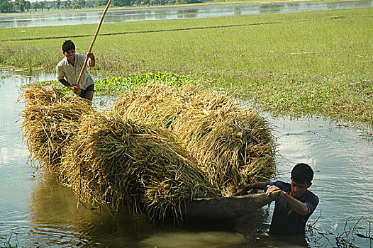 船,装载,稻田,孟加拉,十月,2004年
