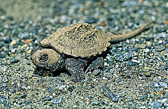 鳄龟,幼小