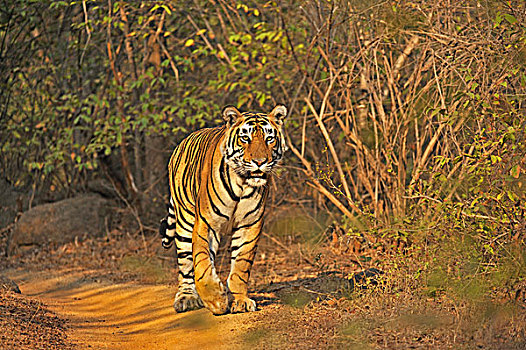 虎,走,小路,伦滕波尔国家公园,拉贾斯坦邦,印度,亚洲