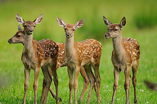 四个,幼兽,赤鹿,鹿属,鹿,草地