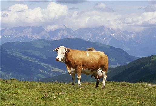 母牛,阿尔卑斯山,奥地利