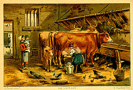 挤奶,母牛,历史,插画