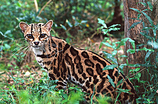 墨西哥,南美,野生猫科动物,救助