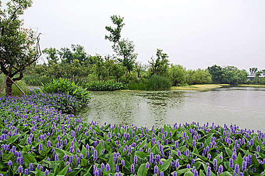 西溪湿地,湿地公园,杭州