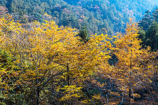 彩色,秋日风光,山