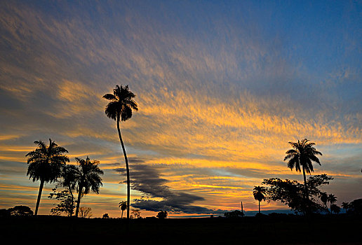 棕榈树,逆光,日落,靠近,鲣,巴西,南美