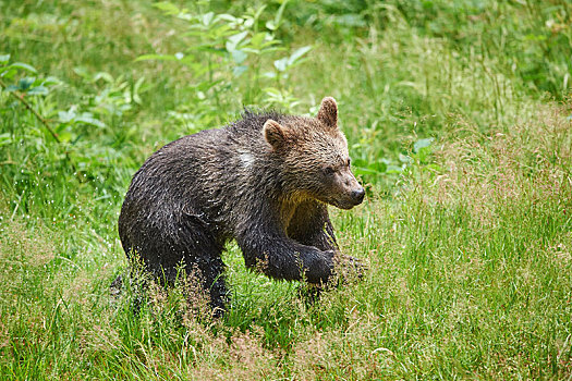 欧亚混血,棕熊,熊,小动物,草地,巴伐利亚森林国家公园,巴伐利亚,德国,欧洲
