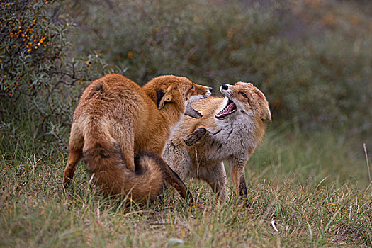 红狐,两个,狐狸,争斗,北荷兰,荷兰,欧洲