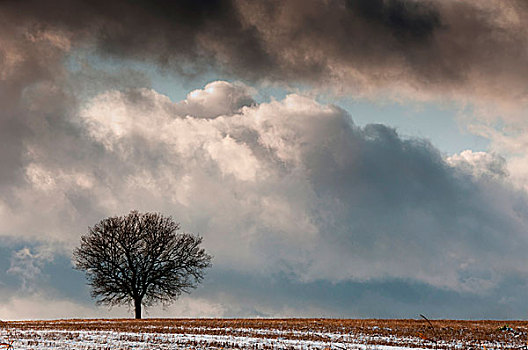 冬季风景,孤木