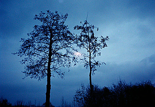 两个,树,月亮,亮光