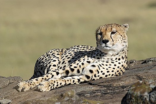 印度豹,猎豹,马赛马拉国家保护区,肯尼亚,东非,非洲