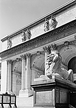 美国,纽约,纽约公共图书馆,一个,庆贺,狮子,雕塑,正面,建筑