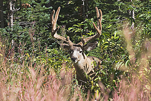 瓦特顿湖国家公园,艾伯塔省,加拿大,鹿,山,草地