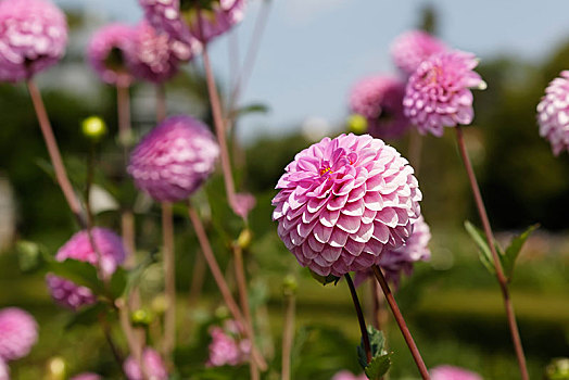 粉色,百日菊,百日草