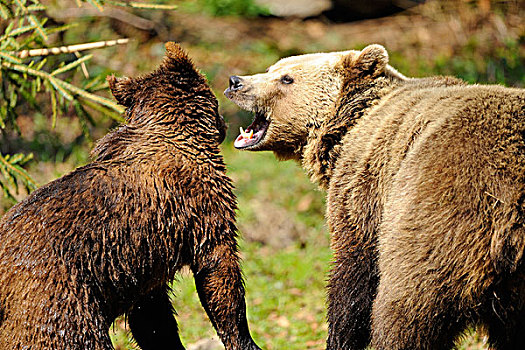 欧亚,棕色的熊,熊棕熊棕熊,妈妈,年轻人,在巴伐利亚森林,德国
