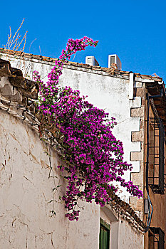欧洲,西班牙,安达卢西亚,叶子花属,上方,屋顶,街道