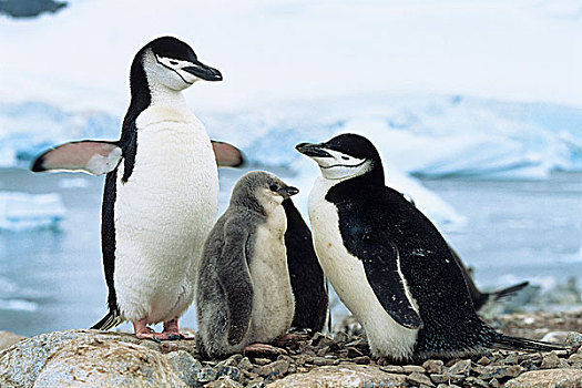 帽带企鹅,南极企鹅,一对,南极半岛,南极