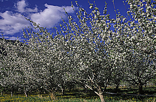 苹果花,南,不列颠哥伦比亚省,加拿大