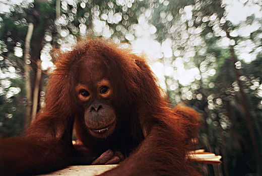 印度尼西亚,特写,猩猩,大幅,尺寸