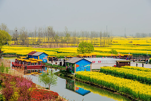 江苏,兴化,油菜花