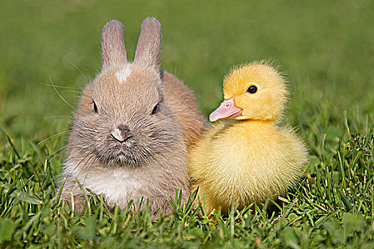 兔子,小鸭子,草地