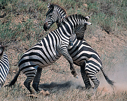 非洲,坦桑尼亚,国家公园,塞伦盖蒂,斑马,争斗