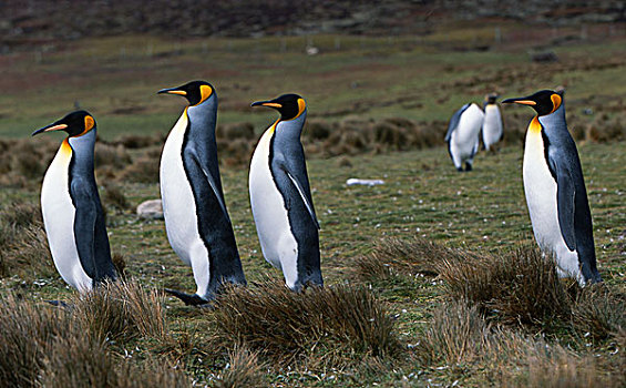 帝企鹅,福克兰群岛