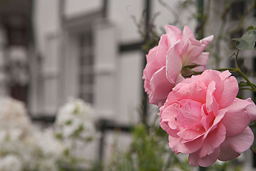 粉红玫瑰,正面,半木结构房屋,贝尔吉施地区,区域,北莱茵威斯特伐利亚,德国,欧洲