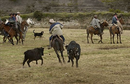 牛仔,分类,牛,庄园,圈拢,一个,公牛,朋友,看,安迪斯山脉,厄瓜多尔