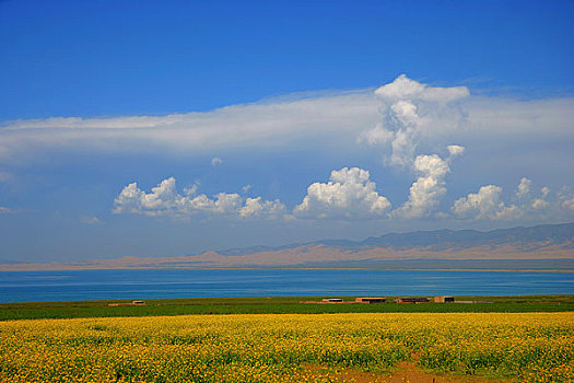 青海省海南藏族自治州青海湖一带油菜花