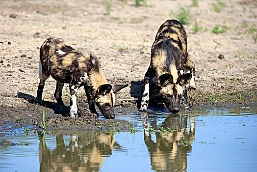 非洲野狗,非洲野犬属,成年,喝,水潭,沙子,禁猎区,克鲁格国家公园,南非,非洲