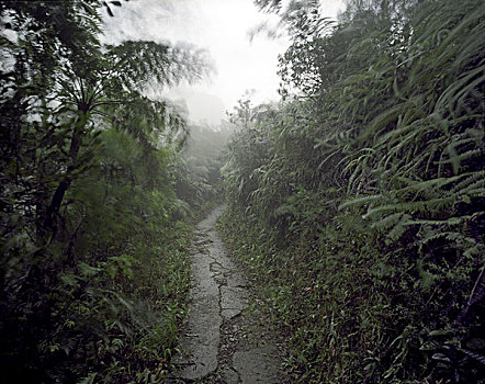 缝隙,小路,弯曲,茂密,植被,吹,微风,模糊,古巴