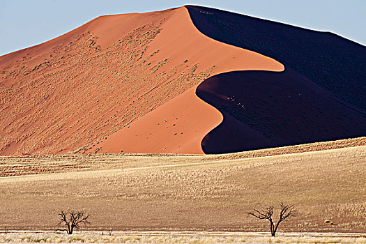 沙子,沙丘,刺槐,树,索苏维来地区,纳克鲁福特公园,中心,纳米比沙漠,纳米比亚,非洲