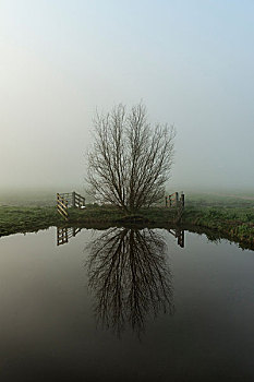 树,圩田,荷兰南部,荷兰