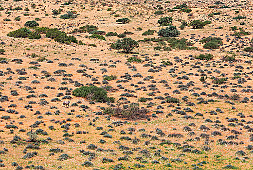 南非大羚羊,羚羊,浩大,卡拉哈里沙漠,下雨,季节,青草,卡拉哈迪大羚羊国家公园,南非,非洲