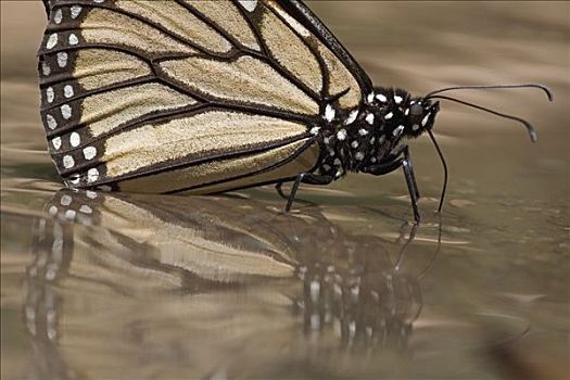 帝王蝴蝶,蝴蝶,饮用水,向上,矿物质,米却阿肯州,墨西哥