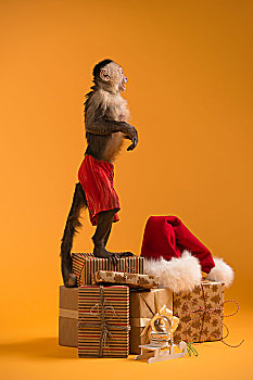 猴子,圣诞礼盒,圣诞帽,黄色背景
