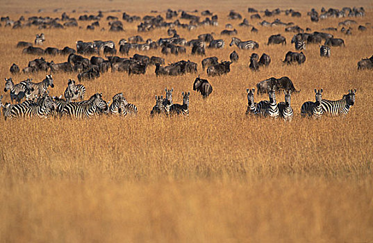肯尼亚,马塞马拉野生动物保护区,牧群,角马,斑马,高草,塞伦盖蒂,迁徙