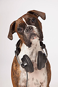 拳师狗,耳机