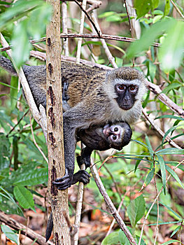 绿猴,坦桑尼亚