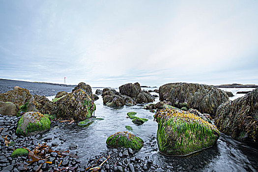 石头,海草,远景,灯塔,斯奈山半岛,冰岛