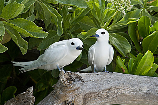 白燕鸥,阿尔巴,一对,环礁,夏威夷,背风群岛
