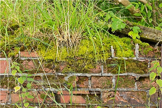 苔藓,杂草,遮盖,墙壁,背景