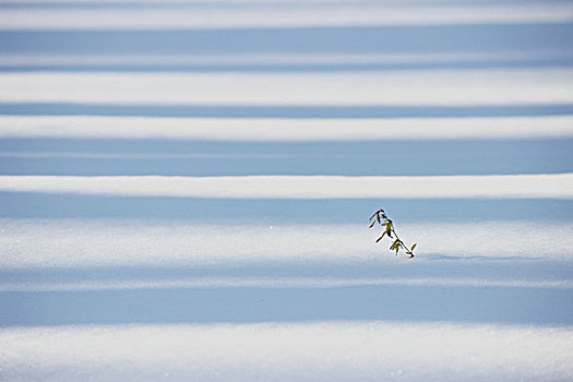 冬季,雪,影