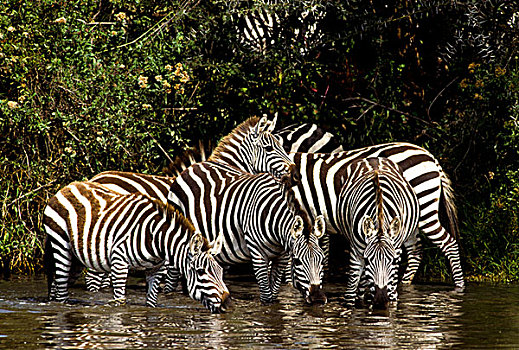 坦桑尼亚,塞伦盖蒂国家公园,靠近,五个,斑马,喝,河