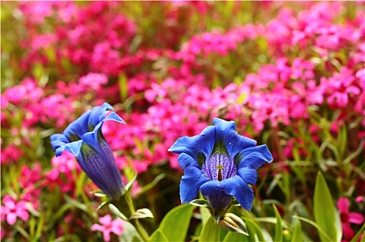 喇叭状,龙胆根,蓝色,春花,花园