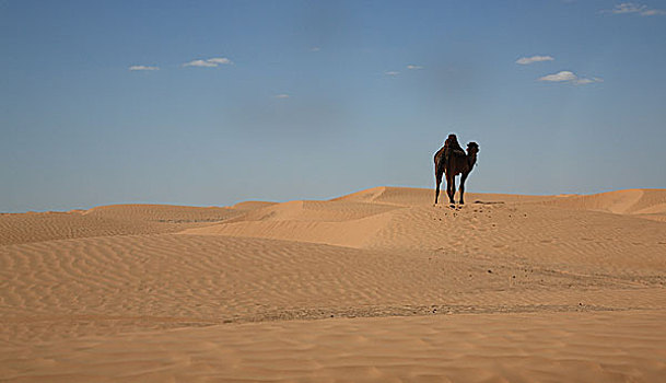 突尼斯,撒哈拉沙漠,骆驼,一只