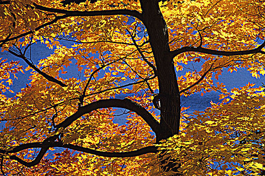 秋色,加蒂诺公园,魁北克,加拿大
