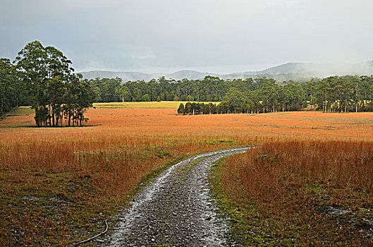 乡间小路,靠近,新南威尔士,澳大利亚